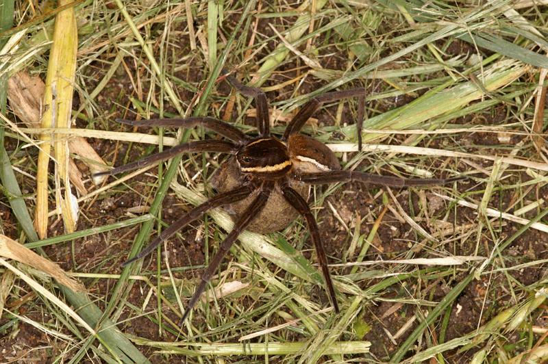 Dolomedes_fimbriatus_D5101_Z_92_Canal du Nivernais_Frankrijk.jpg